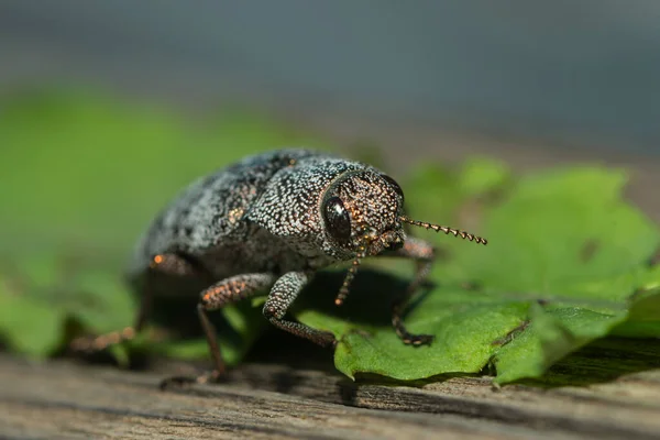 Close Berlin Beetle — Stock Photo, Image