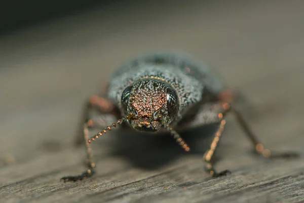 Close Berlin Beetle — Stock Photo, Image