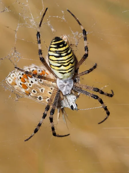 Паук Оса Argiope Bruennichi — стоковое фото