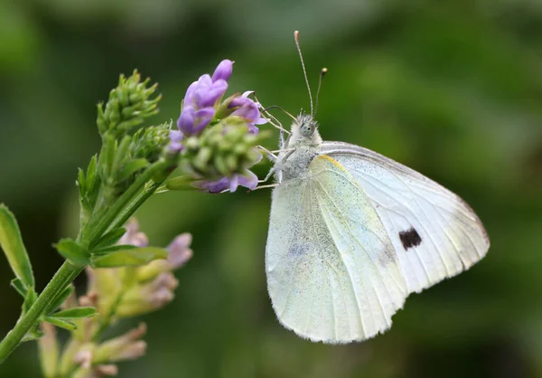 植物や蝶や美しい昆虫 — ストック写真