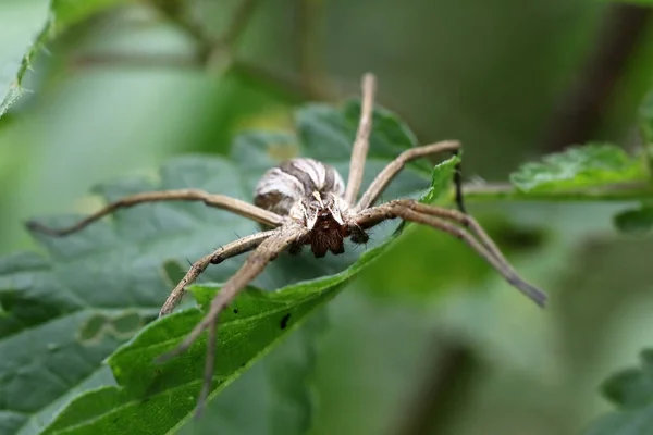 Closeup View Insect Nature — Stock Photo, Image