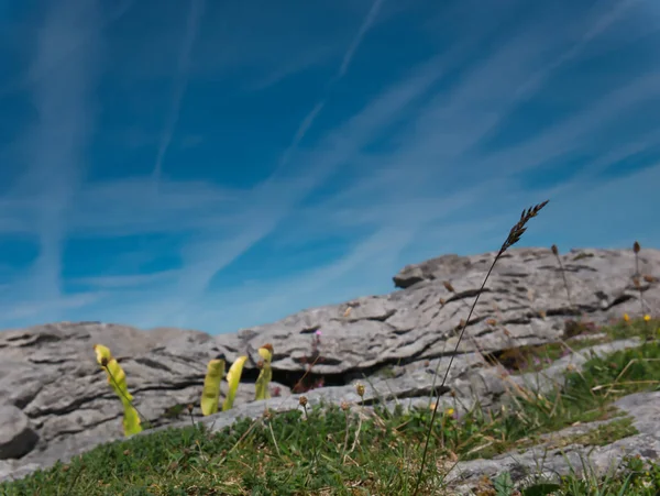 Önünde Yeşil Çimenler Bitkiler Olan Bulanık Kayalar — Stok fotoğraf