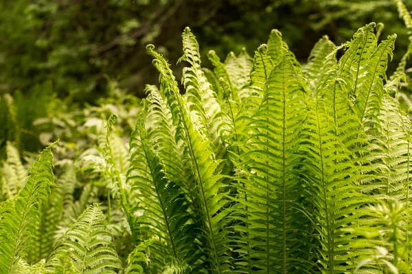 森の中の天然緑のシダ 美しいシダは緑の葉を残します太陽の下で自然な花のシダの背景 — ストック写真