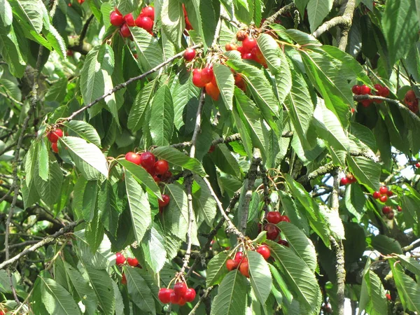 Érett Gyümölcs Édes Cseresznye Prunus Avium — Stock Fotó