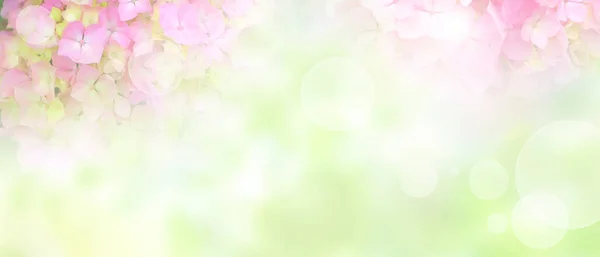 Vista Panorámica Hermosa Hortensia Colorida — Foto de Stock