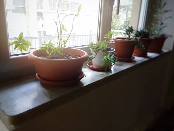 Plantas Envasadas Uma Soleira Janela Dia Verão — Fotografia de Stock