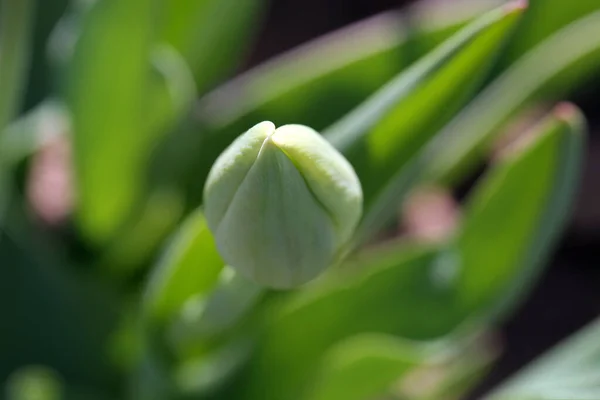 Tulipes Colorées Fleurs Printanières — Photo