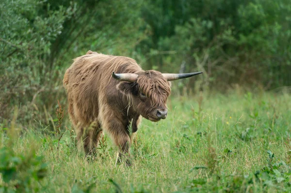 Highland Cattle Pasture — Stock Photo, Image