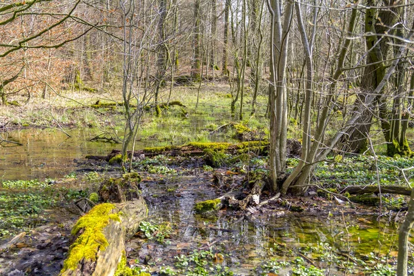 Moeraslandschap Een Bos Zuid Duitsland Het Vroege Voorjaar — Stockfoto