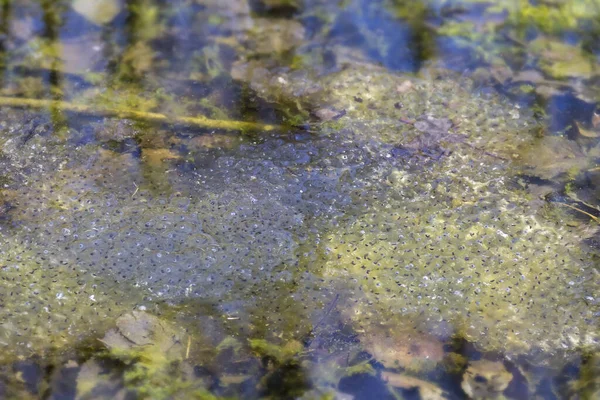 Viele Froschlaich Cluster Zur Frühjahrszeit Natürlicher Umgebung — Stockfoto