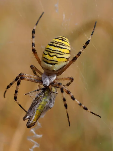 Wespenspinne Argiope Bruennichi Spider — Stock fotografie