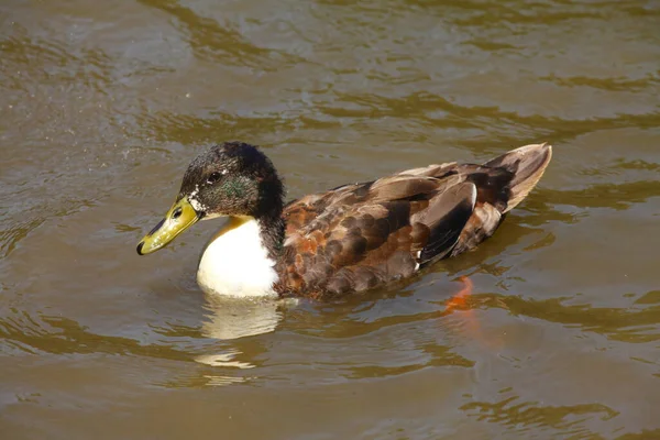 Vogelthema Malerischer Schuss — Stockfoto