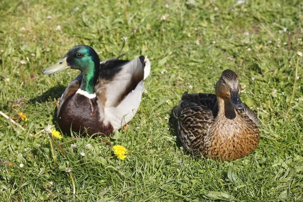 Patos Prado Anas Platyrhynchos — Fotografia de Stock