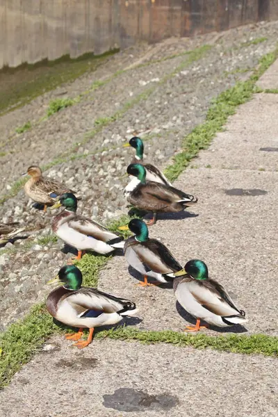 Canards Sur Une Rive Anas Platyrhynchos — Photo