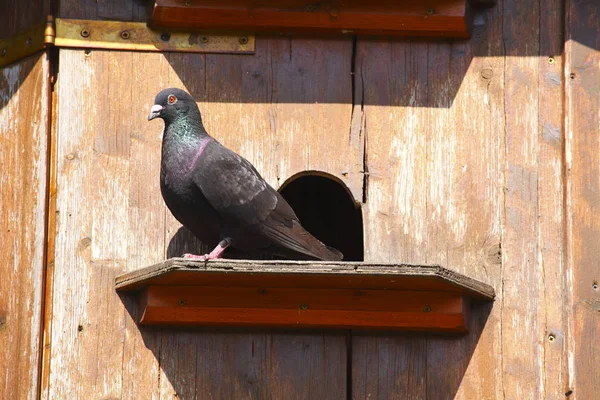 Piccione Domestico Una Colombaia Wurzburg Bavaria Germania — Foto Stock