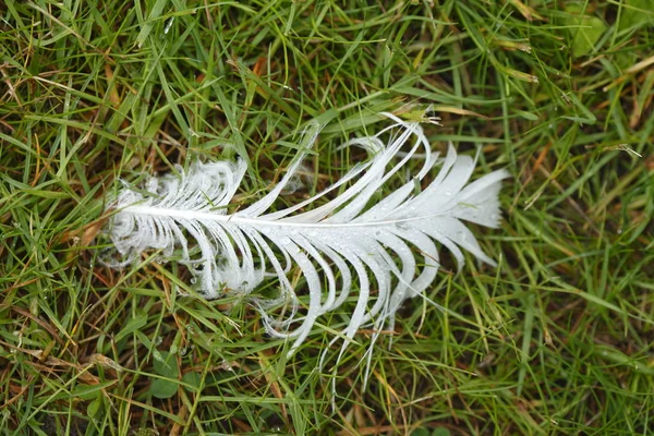 Pluma Ganso Doméstico Blanco Con Rocío Prado Anser Forma Domestica —  Fotos de Stock