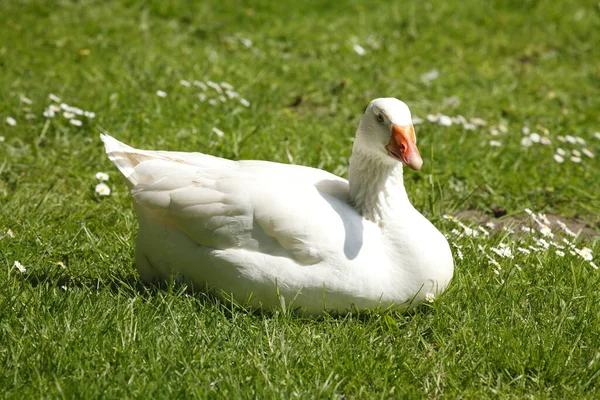 Oie Blanche Couchée Sur Une Prairie Anser Forma Domestica — Photo