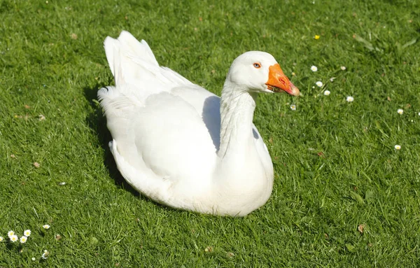 White Goose Sitting Meadow — Stock Photo, Image