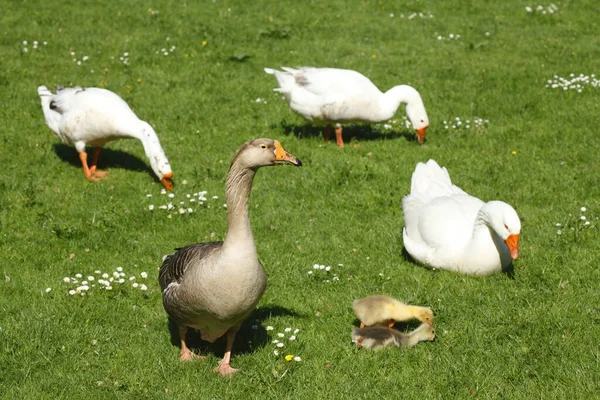 Ganzen Een Weide — Stockfoto