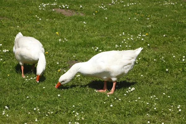 Witte Huis Ganzen Een Weide — Stockfoto