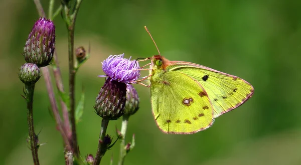 Nahaufnahme Von Schmetterlingen Lebensraum Wildniskonzept — Stockfoto