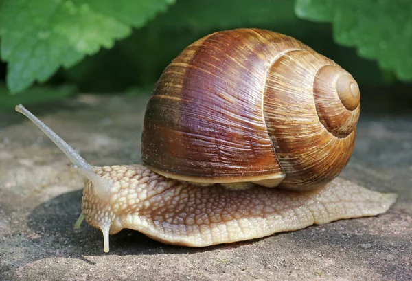 Elica Mollusco Chiocciola Animale Guscio — Foto Stock