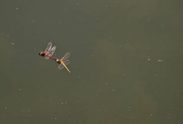 Closeup Macro View Dragonfly Insect — Stock Photo, Image