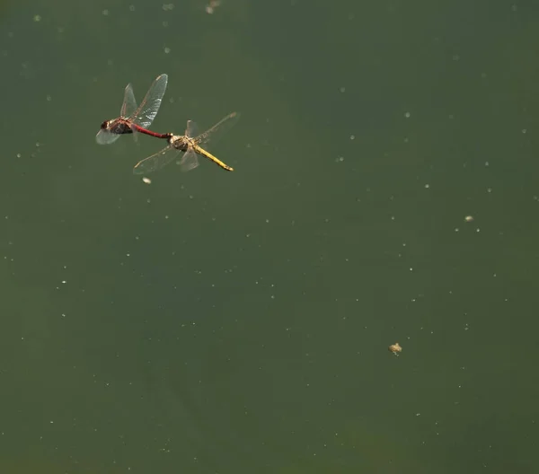 Männliche Und Weibliche Rote Darter Libellen Paaren Sich Flug — Stockfoto