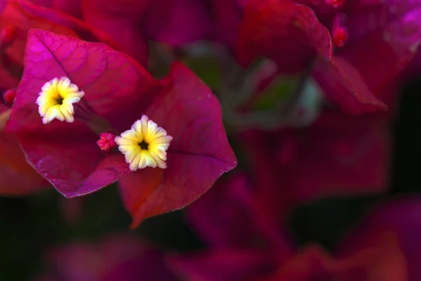 Los Hermosos Colores Una Buganvilla Plena Floración — Foto de Stock