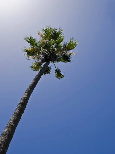 Tropisk Palmträd Mot Somrig Blå Himmel — Stockfoto