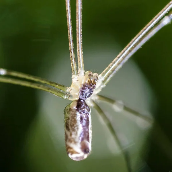 Extreme Nahaufnahme Von Bauch Und Reißzähnen Einer Kellerspinne — Stockfoto