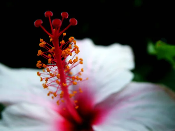 Flowers Mediterranean — Stock Photo, Image