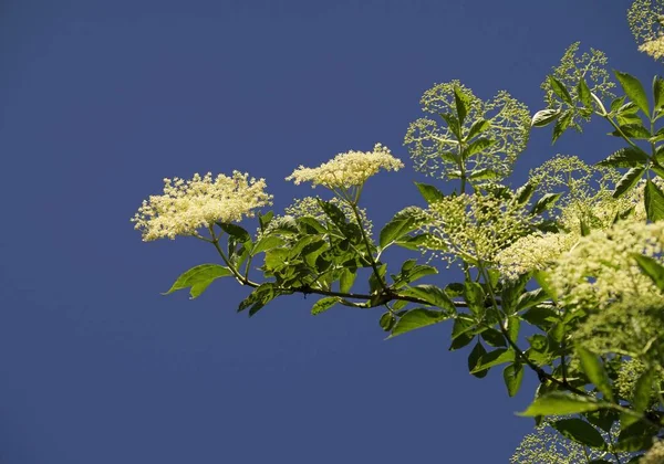 Fläderblommor Blå Himmel — Stockfoto