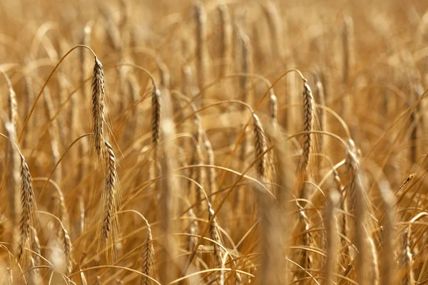 Деталь Рослини Пшениці Або Тритікума Показує Розмиті Залишки Врожаю Врожаю — стокове фото