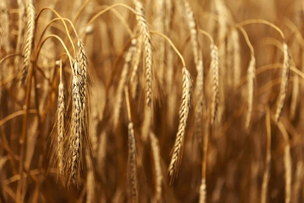 Detail Einer Weizen Oder Triticum Pflanze Mit Verschwommenem Rest Von — Stockfoto