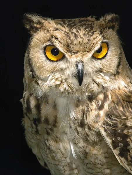 Portrait Beautiful Owl Plain Backdrop — Stock Photo, Image