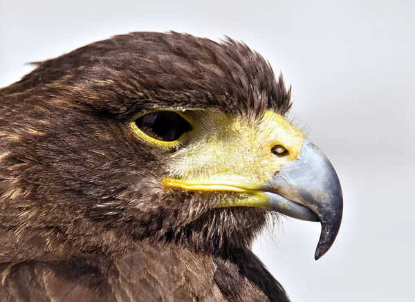 Portrait Beautiful Raptor Bird Prey — Stock Photo, Image