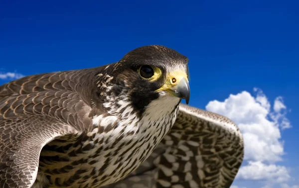 Een Roofvogel Tijdens Jacht Tijdens Vlucht — Stockfoto