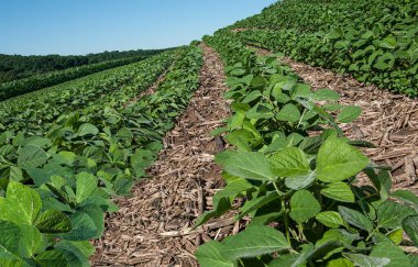 Rows of young soybeans grow in southern Wisconsin amid the remnants of a corn crop from the previous year. clipart