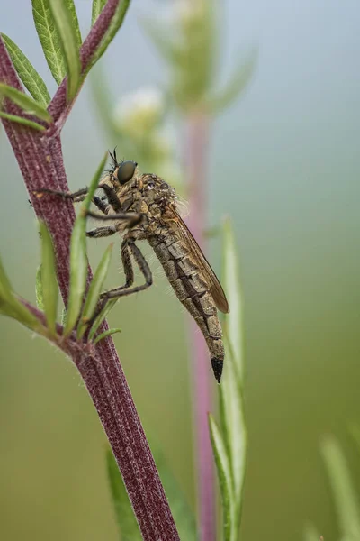 Close Zicht Insect Natuur — Stockfoto