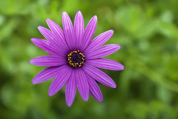 Eine Schöne Blume Voller Blüte Über Tiefgrünem Laub Hintergrund — Stockfoto