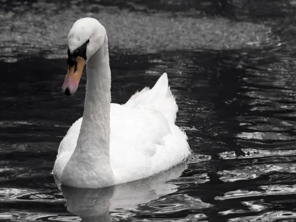 Hermoso Cisne Cygnus Deslizándose Por Agua Aparentemente Pensamiento Profundo —  Fotos de Stock