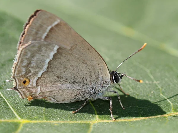 Azul Carvalho Hairstreak Favonius Quercus — Fotografia de Stock