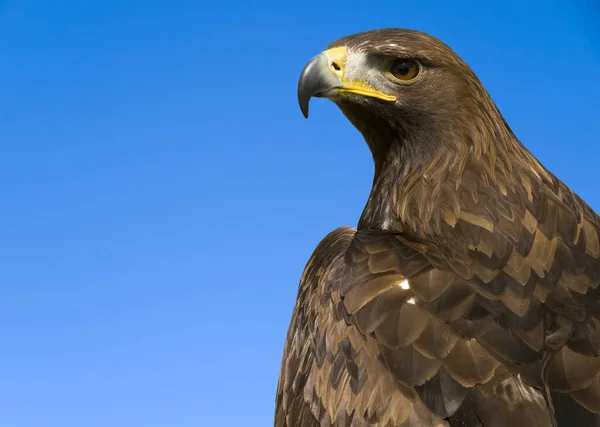 Bella Minacciata Aquila Aquila Chrysaetos — Foto Stock