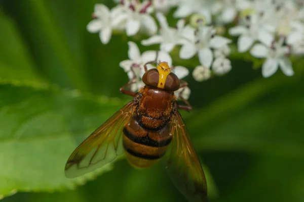 Frelon Hoverfly Suce Nectar Sur Une Fleur — Photo