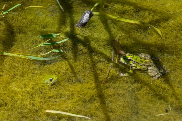 池の水のカエル — ストック写真