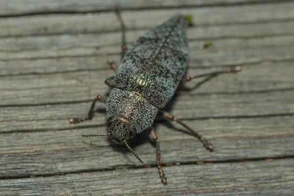 Close Berlin Beetle – stockfoto