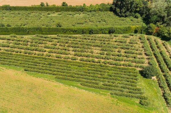 Campos Aéreos Plantações Vale Rhone — Fotografia de Stock