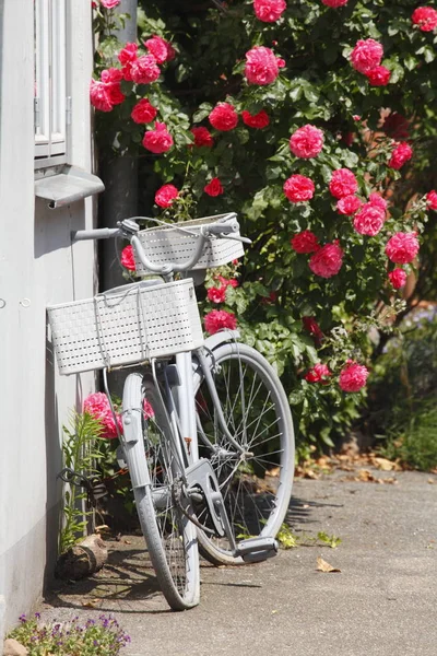 停放着粉色玫瑰的自行车 卢贝克 — 图库照片