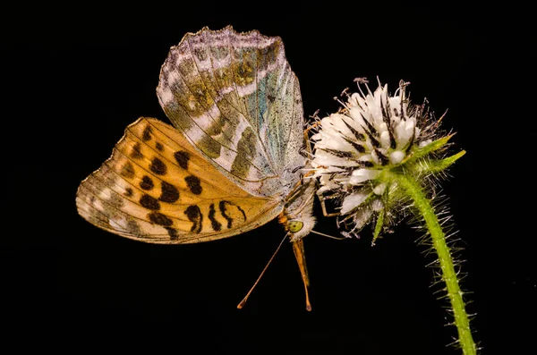 Kardinal Kelebek Mparatorluk Paltosu — Stok fotoğraf